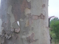 Calamotropha paludella