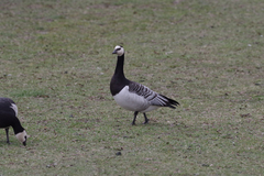 Branta leucopsis