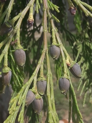 Calocedrus decurrens