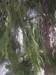 Calocedrus decurrens