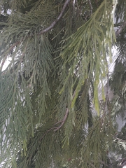 Calocedrus decurrens