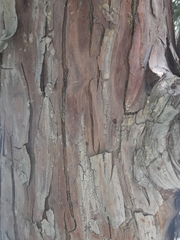 Calocedrus decurrens