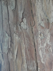 Calocedrus decurrens