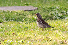 Turdus pilaris