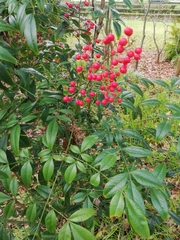 Nandina domestica