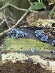 Gerronema waikanaense