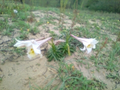Lilium longiflorum scabrum