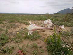 Lilium longiflorum scabrum