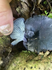 Gerronema waikanaense