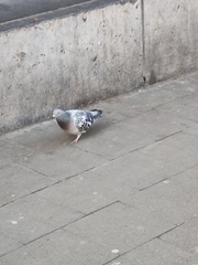 Columba livia domestica