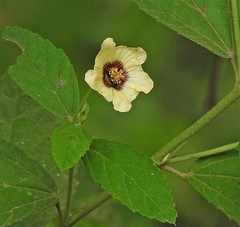 Sida poeppigiana, photograph Hugo Hulsberg, CC0, iNaturalist via GBIF