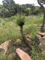 Xerophyta retinervis