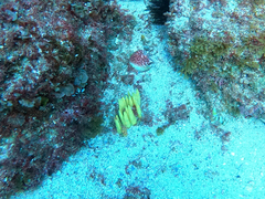 Ciocalypta penicillus