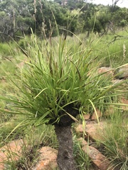 Xerophyta retinervis