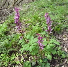 Corydalis cava cava