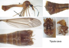 Tipula cava