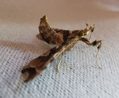 Leucinodes