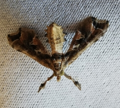 Leucinodes