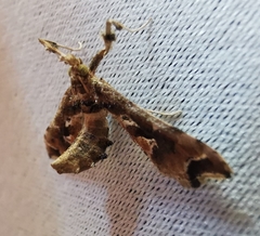 Leucinodes