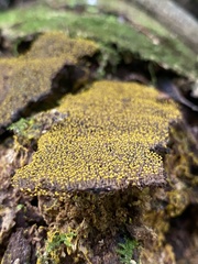 Mycetozoa