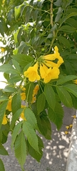 Tecoma stans