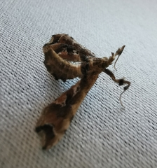 Leucinodes