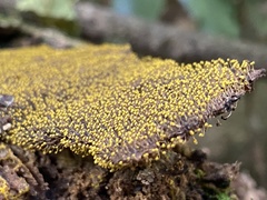 Mycetozoa
