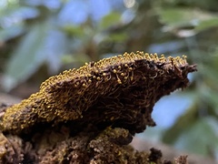 Mycetozoa