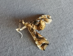 Leucinodes