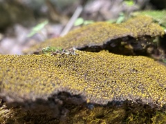 Mycetozoa