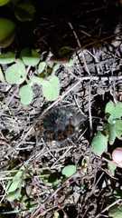 Macrothylacia digramma