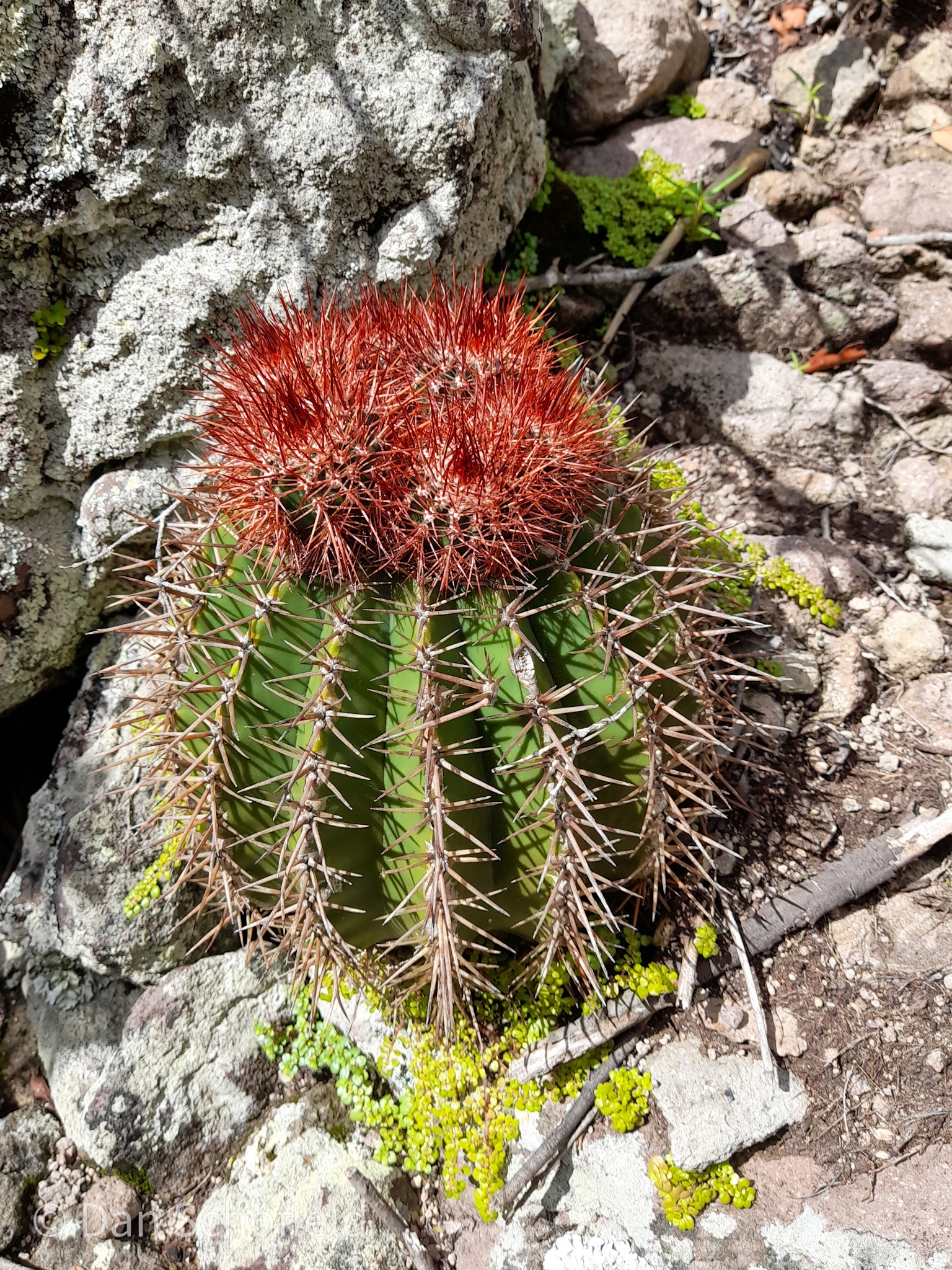 Melocactus intortus | Botanico Hub