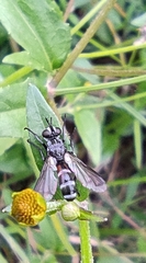 Cylindromyia bicolor