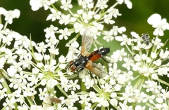 Brullaea ocypteroidea
