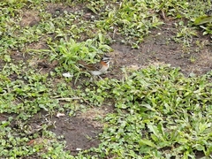 Zonotrichia capensis