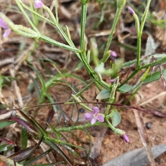Purple Wandering Jew (Canscora heteroclita)