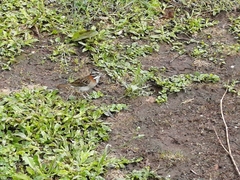 Zonotrichia capensis
