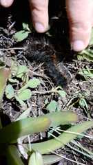 Macrothylacia digramma