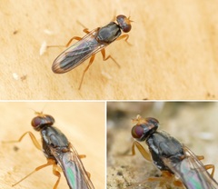 Chyliza leptogaster