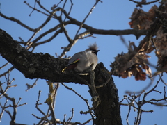Bombycilla garrulus