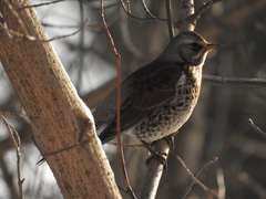 Turdus pilaris