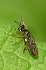 Dioctria longicornis