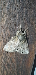 Plotheia exacta