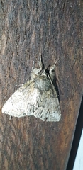 Plotheia exacta