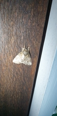 Plotheia exacta