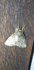 Plotheia exacta