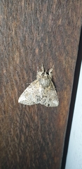 Plotheia exacta