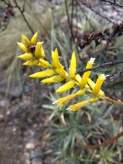 Deuterocohnia longipetala