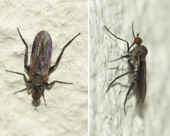 Empis pennipes