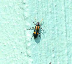 Strongylium luteicorne